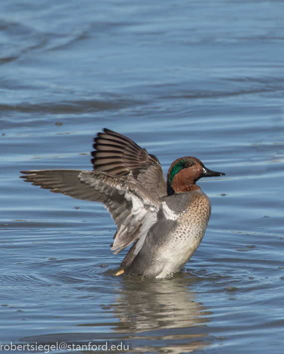 baylands